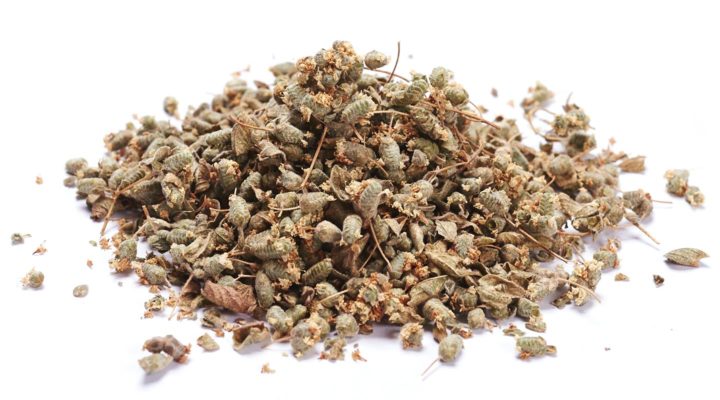 Wilder Oregano