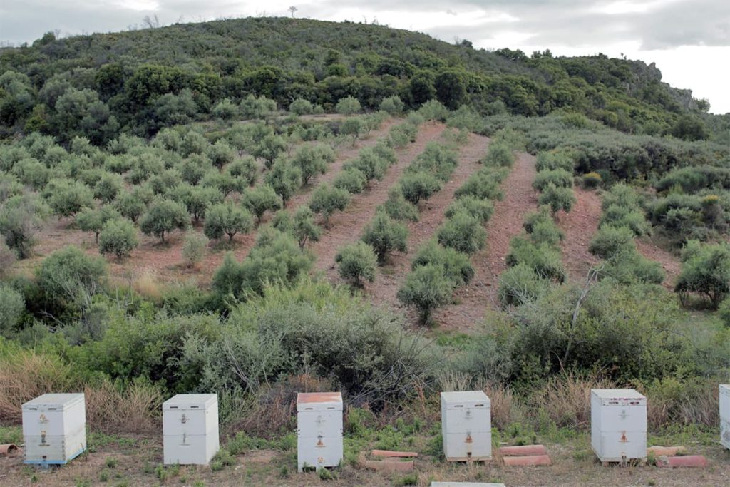 Abbildung einer Griechischen Landschaft mit Bienenstöcken im Vordergrund