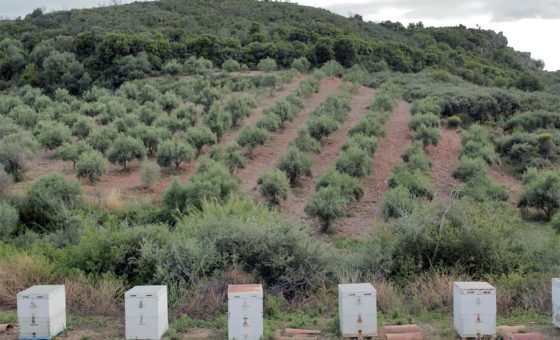 Abbildung einer Griechischen Landschaft mit Bienenstöcken im Vordergrund