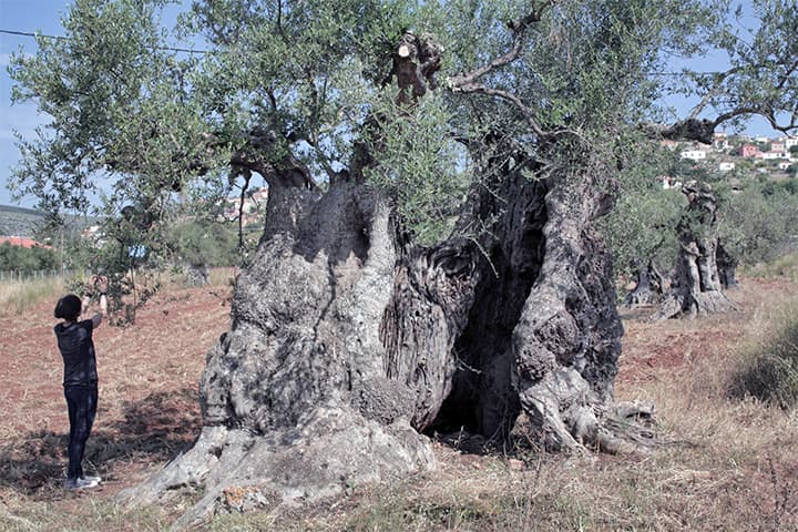 Foto einer Frau die etwas vom Baum pflückt